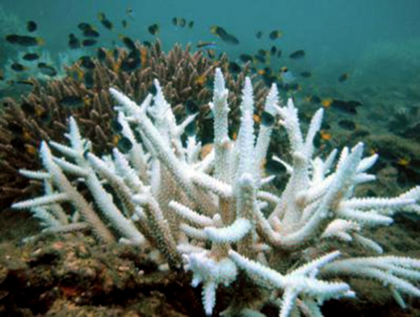 افزایش بی سابقه دمای آب در خلیج فارس و سفید شدگی مرجان ها