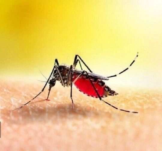 کیش، بدون نمونه مثبت بیماری تب دنگی