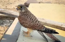 سازمان منطقه آزاد کیش - محلی