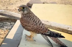 سازمان منطقه آزاد کیش - محلی