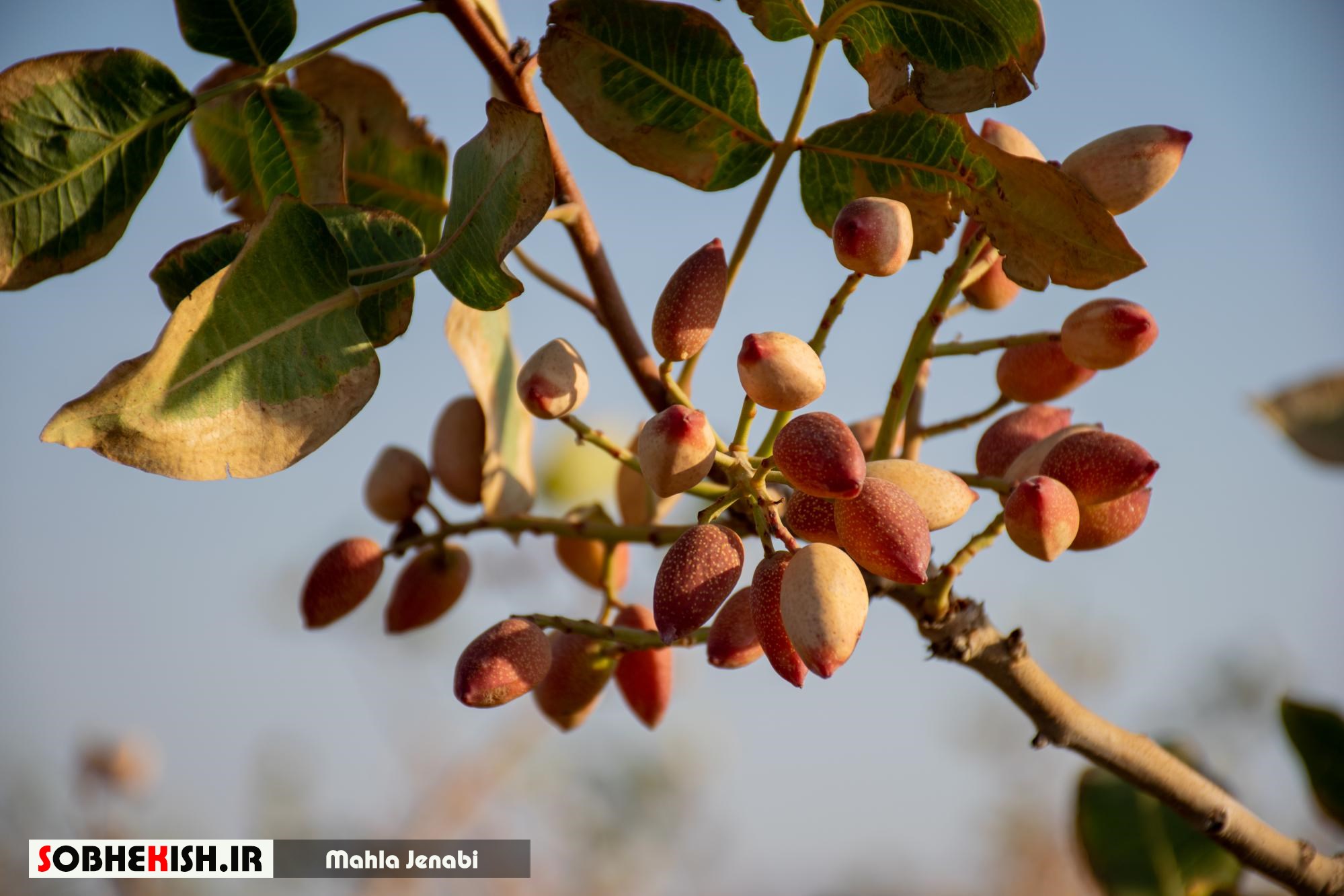 گزارش تصویری/مروارید سبز