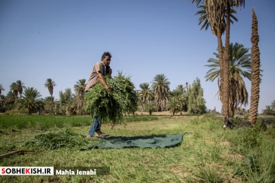 روستای شفیع آباد نگین کویر در فهرست جهانی روستای شفیع آباد نگین کویر در فهرست جهانی | پایگاه خبری صبح کیش