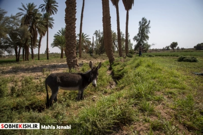 روستای شفیع آباد نگین کویر در فهرست جهانی روستای شفیع آباد نگین کویر در فهرست جهانی | پایگاه خبری صبح کیش