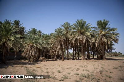 روستای شفیع آباد نگین کویر در فهرست جهانی روستای شفیع آباد نگین کویر در فهرست جهانی | پایگاه خبری صبح کیش